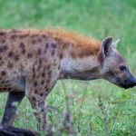 5月4号双色球开奖结果公布,大奖花落谁家? 8vbs9cqs