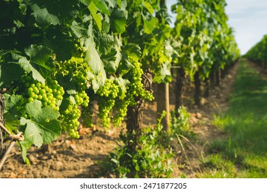 5月25日双色球开奖号码公布,彩民期待大奖花落谁家