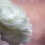 60秒极速开奖彩票,瞬间揭晓你的幸运时刻 pe8lccgb6q