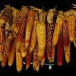 深入解析马博体育买球平台的优势与特点 zi7la887