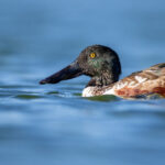 n0w直播下载全攻略:轻松保存精彩直播内容 5s3efbbn0z